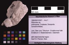 Foto (Objekt + Etiketten) von Pithonoton sp. (NHMW-GEO-1990-0041-0247)